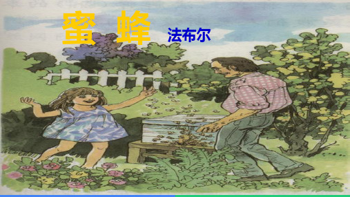 14.《蜜蜂》课件(共27张PPT)