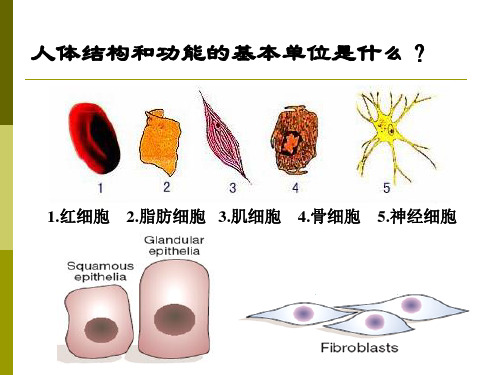 《病理学》课件  细胞和组织的适应与损伤修复 最新版ppt