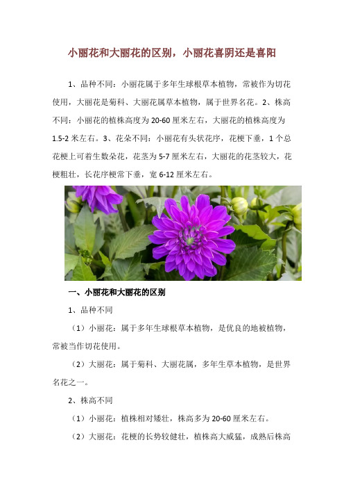 小丽花和大丽花的区别,小丽花喜阴还是喜阳