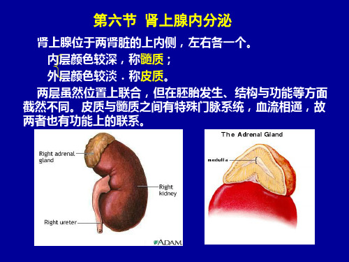 生理学课件：第六节 肾上腺内分泌