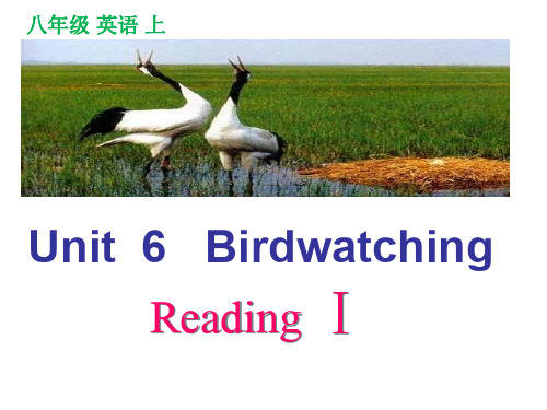 译林牛津版8A unit 6 Birdwattching Reading I教学课件共15张PPT