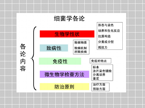 第12章 常见的病原性细菌