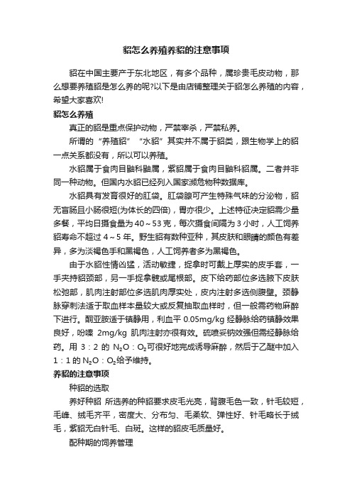 貂怎么养殖养貂的注意事项