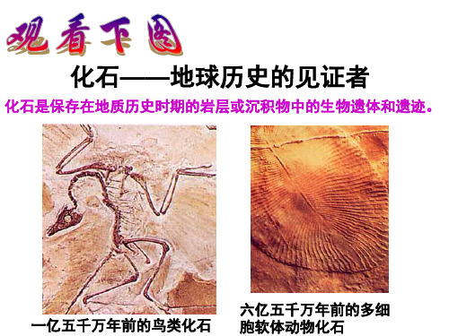 七年级语文上册课件21.化石吟