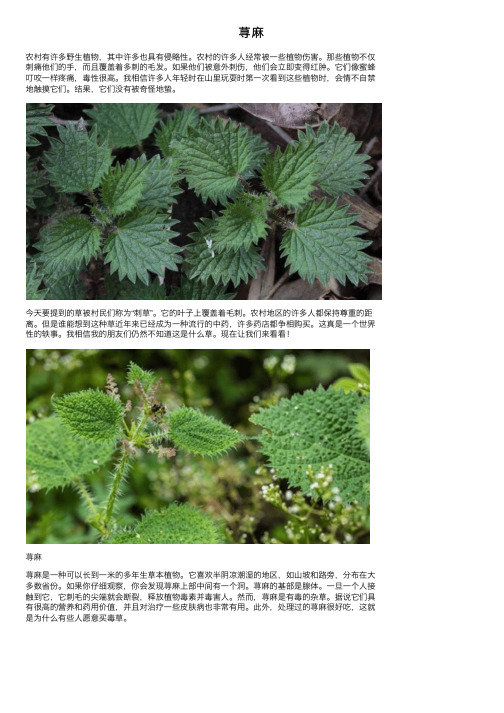 荨麻——精选推荐