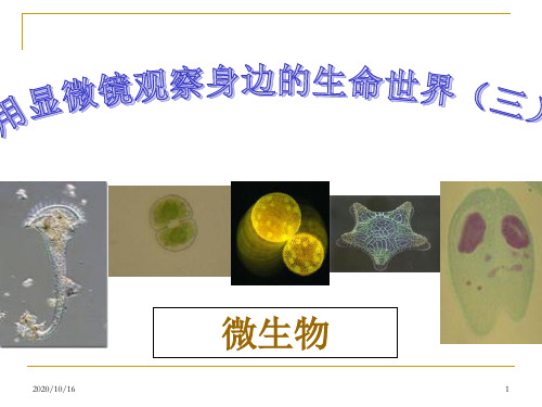 教科版科学六年级下册用显微镜观察身边的生命世界(三)