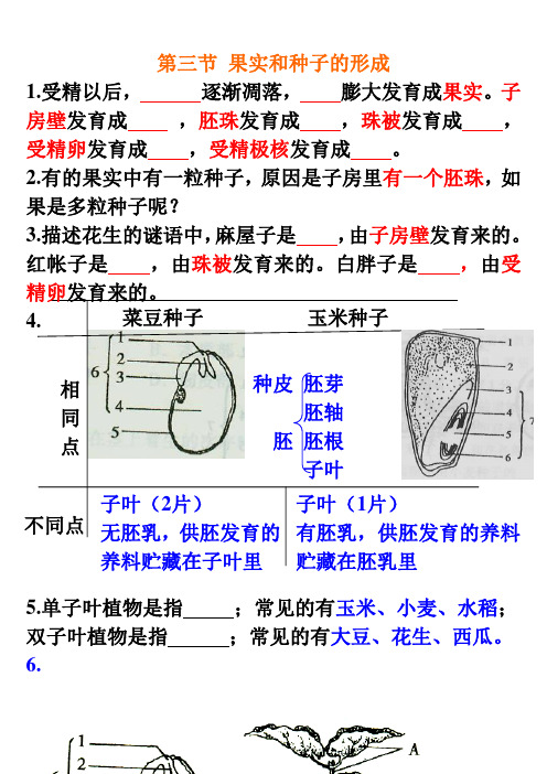 第三节 果实和种子的形成