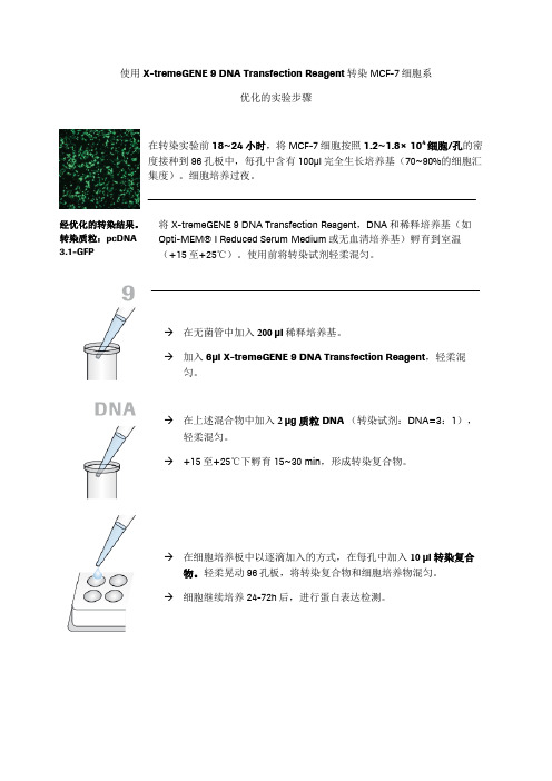 MCF-7细胞转染操作步骤