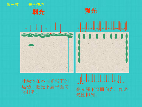 湖南省师大附中高中生物 光合作用与生物固氮课件 新人教版必修