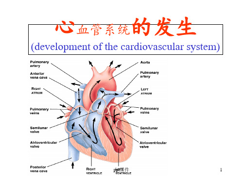 组织学与胚胎学--心血管系统的发生  ppt课件