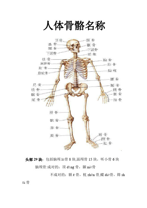 人体骨骼名称(附拼音)