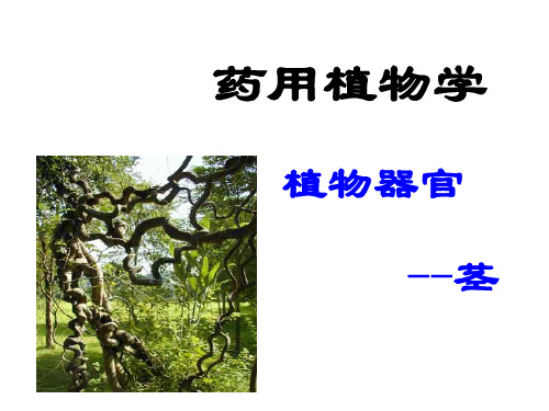 药用植物学课件——茎