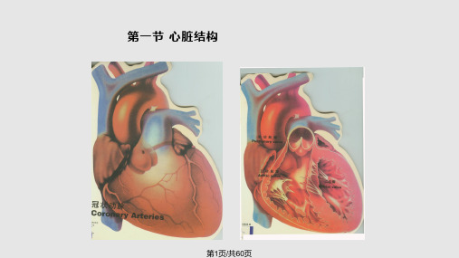 心脏超声心动图PPT课件