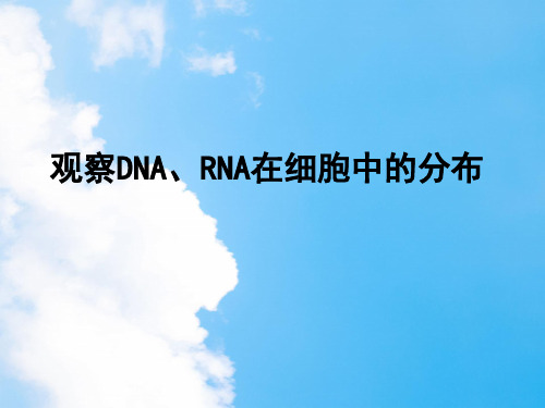 观察dna和rna在细胞中的分布PPT教学课件