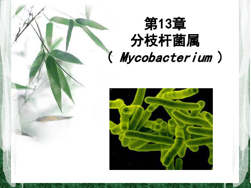 分枝杆菌属-微生物学-复旦精品