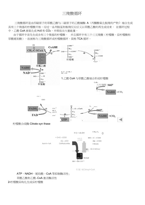 三羧酸循环