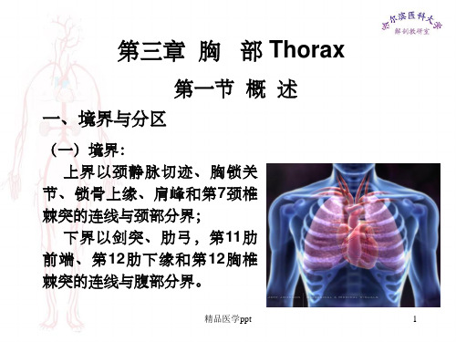 临床医学五年制局部解剖学课件胸部