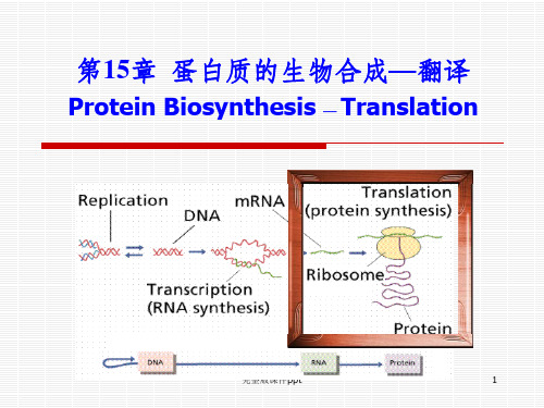 蛋白质的生物合成-翻译