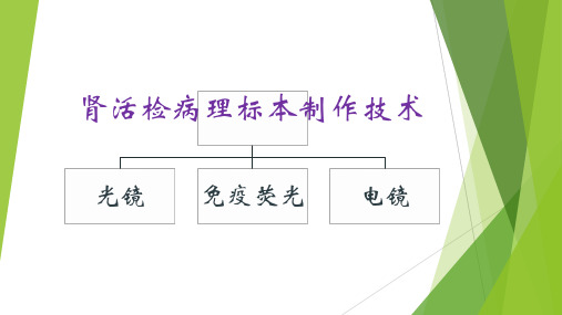 肾活检病理标本制作技术---PPT精品课件