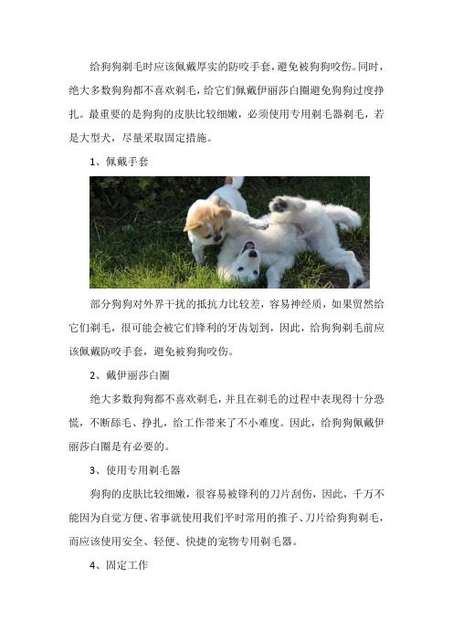 给狗狗剃毛的正确方法