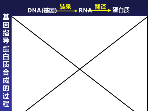 基因的表达基因指导蛋白质的合成PPT优秀课件