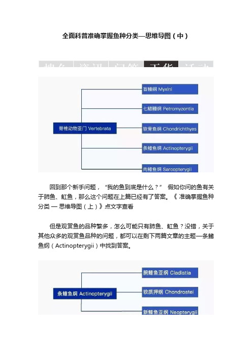 全面科普准确掌握鱼种分类—思维导图（中）