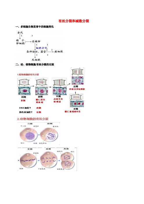 北京市高考生物一轮复习 例题讲解 专题 有丝分裂和减数分裂学案(无答案)