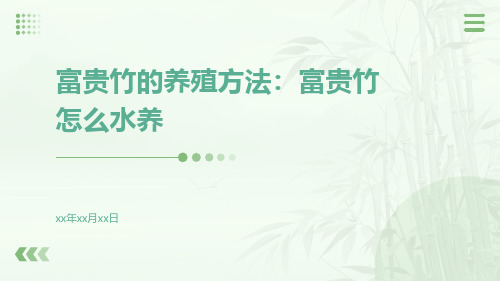 富贵竹的养殖方法：富贵竹怎么水养