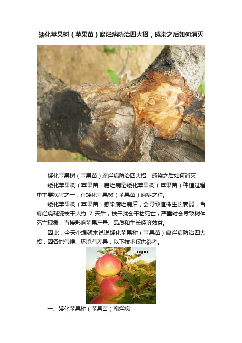 矮化苹果树（苹果苗）腐烂病防治四大招，感染之后如何消灭