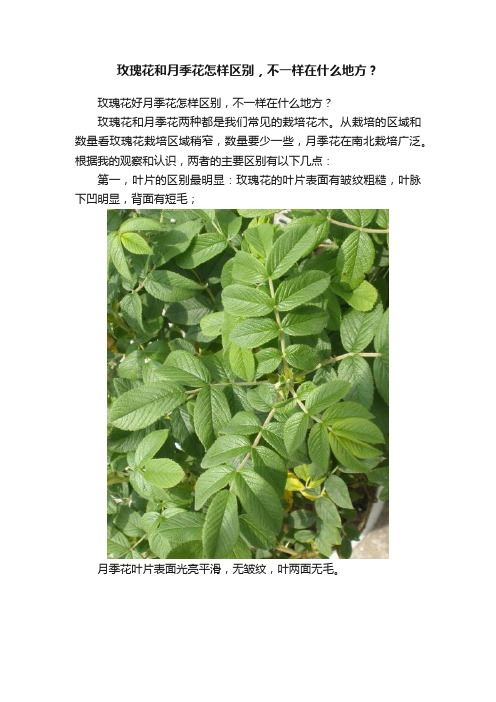 玫瑰花和月季花怎样区别，不一样在什么地方？