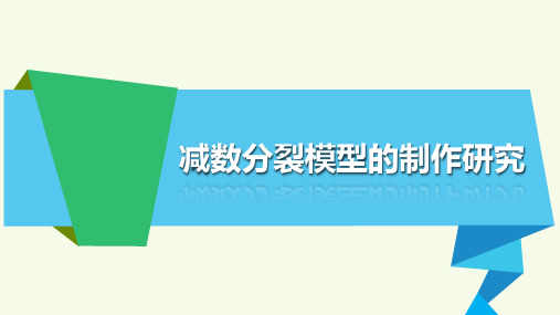 高中生物减数分裂模型的制作研究PPT课件