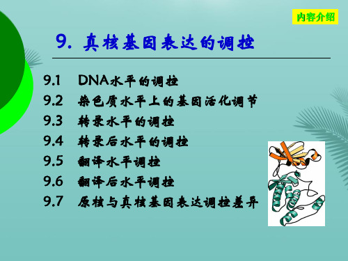 【生物课件】第九章  真核生物基因表达调控推荐精选PPT