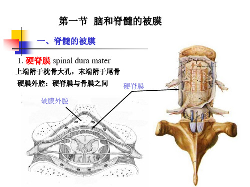 医学专题6脑和脊髓的被膜血管及脑脊液