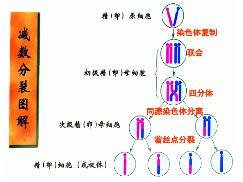 减数分裂-染色体、DNA、染色单体的数量变化