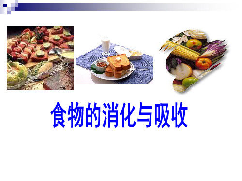 九年级上《食物的消化与吸收》PPT实用课件浙教版