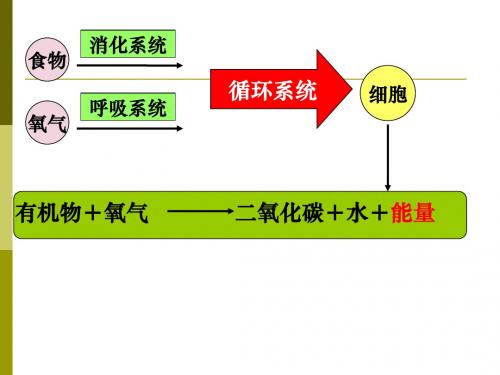 生物：11.1《人体泌尿系统的组成》课件(苏教版七年级下)