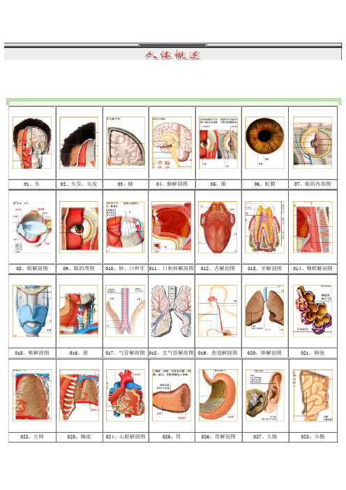 人体结构图