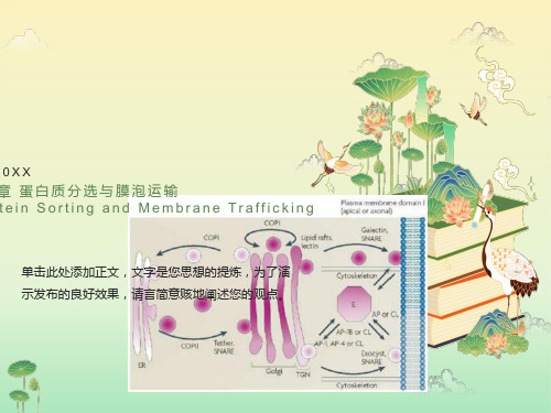 细胞生物学翟中和编第8章蛋白质分选与膜泡运输