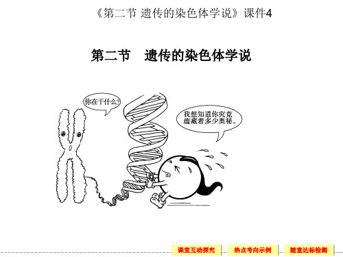 《第二节 遗传的染色体学说》课件4.ppt