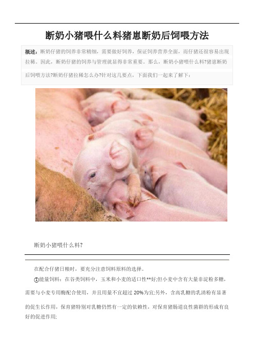 断奶小猪喂什么料猪崽断奶后饲喂方法