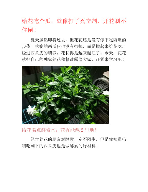 给花吃个瓜,就像打了兴奋剂,开花刹不住闸!-养花技巧