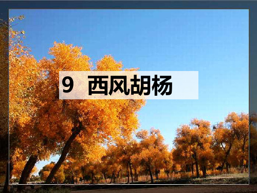 五年级上语文课件-西风胡杨_语文S版