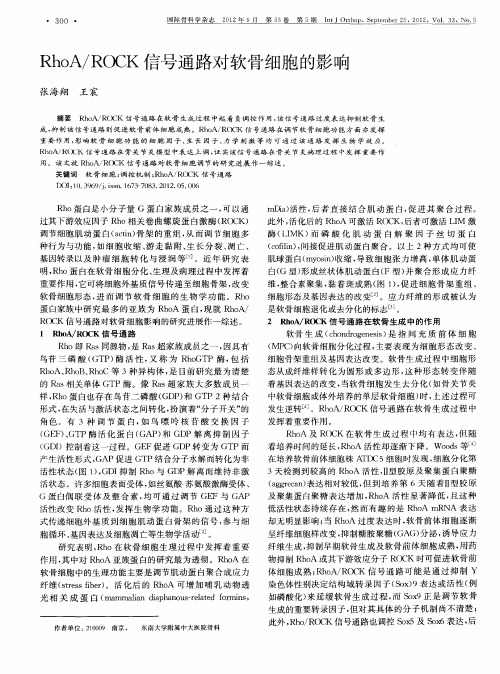 RhoA/ROCK信号通路对软骨细胞的影响