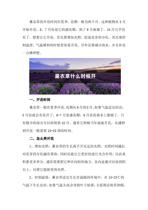 薰衣草什么时候开,薰衣草花期几天