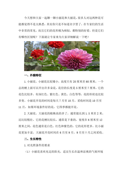 小丽花与大丽花的区别