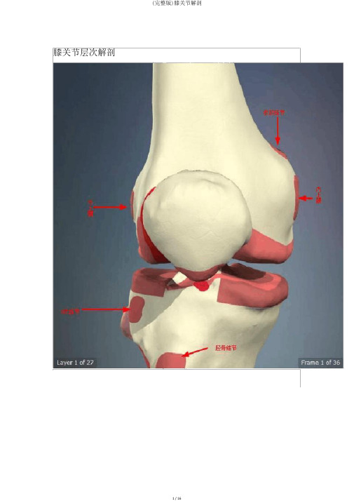 (完整版)膝关节解剖