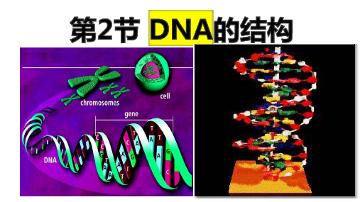 DNA的结构课件-高一生物人教版必修2