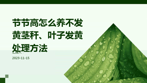 节节高怎么养不发黄茎秆、叶子发黄处理方法