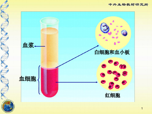 人体的血液循环ppt课件