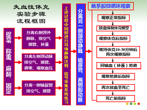 家兔失血性休克流程图.ppt